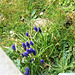 The bright blue of the grape hyacinth