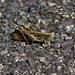 Grasshopper on the path
