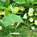 The primroses really do look so good - spring is on its way