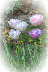 Tulips of Spring