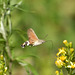 Hummingbird Hawk-moth (Macroglossum stellatarum) DSB 1804