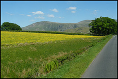Cumbrian field of gold