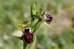 Ophrys passionis + note