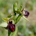 Ophrys passionis + note