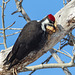 Pileated Woodpecker making a cavity