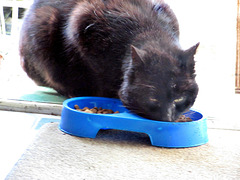 Blackie Enjoying His Dinner.