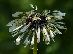 Forest refractions on a wet Dandelion : )