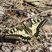 Common Swallowtail (Papilio machaon) DSB 1826