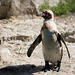 Penguin posing
