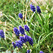 There are more grape hyacinths this year