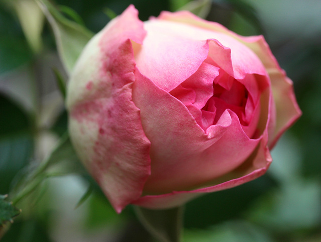 première rose rose