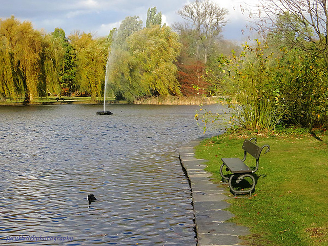 Coot, Bench & Fountain