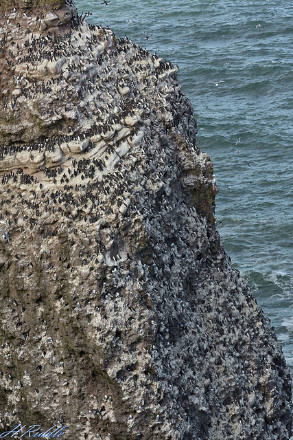 Crawton Cliffs detail