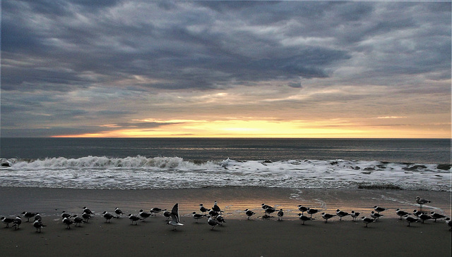 Seagulls awakening / Lever de mouettes