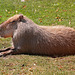 Tiergarten Schönbrunn - Wasserschwein