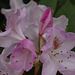 rhododendron,les dernières fleurs