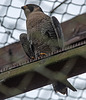 20160303 0189VRAw [D~BI] Wanderfalke (Falco peregrinus), Tierpark Olderdissen, Bielefeld