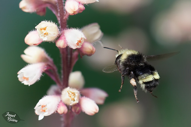144/366: Bumble Bee in Flight