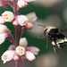 144/366: Bumble Bee in Flight