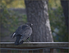 Crow with moulting feather