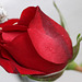 première rose rouge