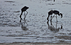 Flamingos on the muddy saltflat