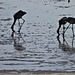 Flamingos on the muddy saltflat