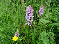 Orchids at Aston Cill Nature Reserve