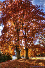 Autumn Tree 3