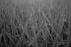 Morning dew on rice plant