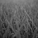 Morning dew on rice plant