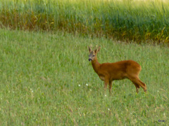 Roe Deer buck in the barley field