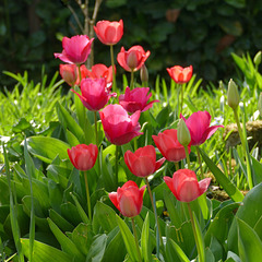 Eclosion d'une couvée de tulipes
