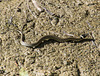 Grass snake (Natrix natrix) DSB 1858
