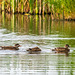 Ducks at the reedbed screen