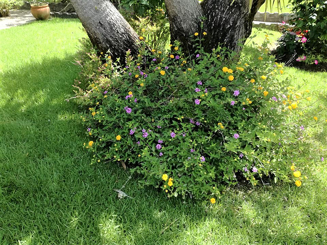 The lantana grows and appears