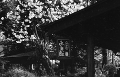 Cherry blossoms and a tea shop