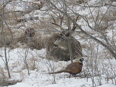 Mule Deer Buck and Pheasants