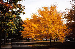 Autumn Color on the Esplanade