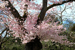 Die letzten japanische Kirschblüten 2023