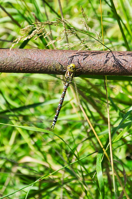 Bigger and better shot of Migrant Hawker female?