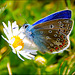 The Common Blue
