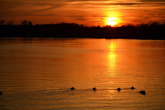 Sundown on the Rhine (canards à l'orange)