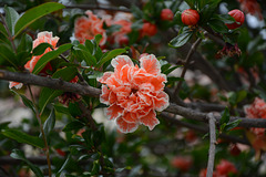 Lisbon, The Flower of the Pomegranate Tree