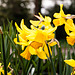Daffodils at Lacock Abbey