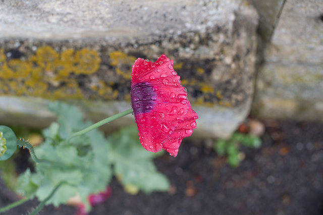 Raindrops on a Poppy