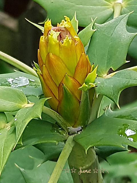 Winter flowering Mahonia