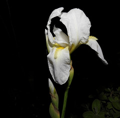 iris blanc ...