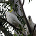167/365 Cockatoos in the white gum tree