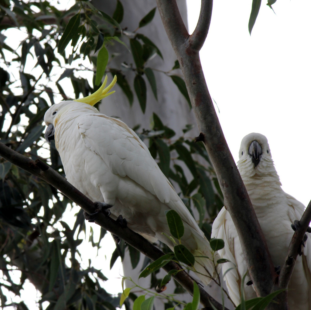167/365 Cockatoos in the white gum tree